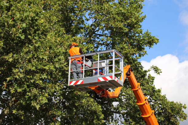 How Our Tree Care Process Works  in New Brighton, PA